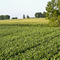 Over the cornfield
