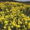 Field of Wintercress in Shenandoah Valley