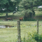Leroy's Horses