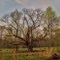 Rural Plains, Old Tree - Hanover County, VA