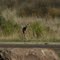 Big Bend-33