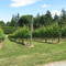 Township 7's  vineyards