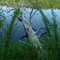Fallen Tree in Fellowship Lake, Chestnut Ridge Camp, Efland NC