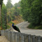 Peacock on Lambert Road - 200907LJW