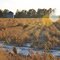 Field in late Fall