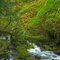 Hiking Along Wahkeena Creek Columbia River Gorge