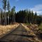 Old Logging Road