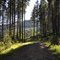 Shaddy Trail
