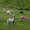 Alpaca off Highway 99