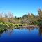 Mint, lilies and beaver dam on Black River