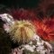 Colorful Sea Urchins crowd on rocks