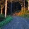 Sunset in the Capital Forest