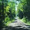 Wolf River Rd.