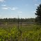 Bog near County Highway L