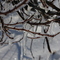 Ice Storm Howards Grove WI by Irmie Zerger