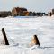 Pittsville area farm