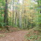 Fall Trail