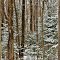 Nicolet National Forest