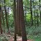 Cathedral Pines State Natural Area