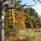 My Tree Stand in Fall