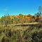 Chippewa County Forest