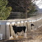 Calf Condos.......actually the proper term is calf hutches but they are a wonderful healthy way to raise young calves in WI