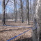 Maple Sap Pipelines........A Modern Operation