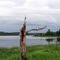 Woodpecker Haunt on the Shores of Mud Lake