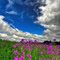 Fireweed flower