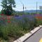 Wildflowers in Moorfield