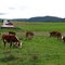 Oak Hill Farm