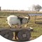 Gismo, male Pygmy Goat