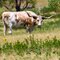 Texas Longhorn