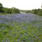 Bluebonnet fields, Highway 16