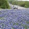 Bluebonnet corridor, Highway 16