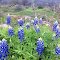 Bluebonnets on the Willow City Loop