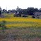 Wild Flowers near Willow Ridge Retreat May 2012