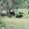 Bulls