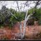 Mistletoe (Phoradendron Tomentosum ) Laden Tree