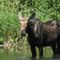 Moose