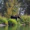 Bull Moose