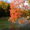 Manistee River Trail