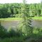Manistee River Trail