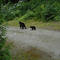 Black bear + baby