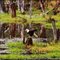 Weißkopfseeadler, Salmon River, Hyder, Alaska 18.5.2011 ... C