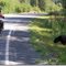 Black Bear at Hyder