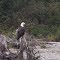 Bald Eagle Hyder