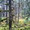 Temperate Rainforest, with Devil's Club _Echinopanax horridum_ in the understory