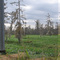 Thibodaux floating marsh