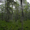 Cypress